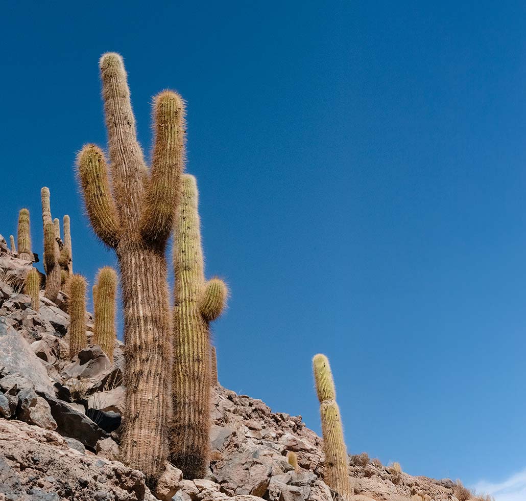 Moradores do deserto Esquerda
