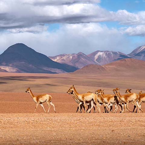 Desierto <br/>Descubrimientos